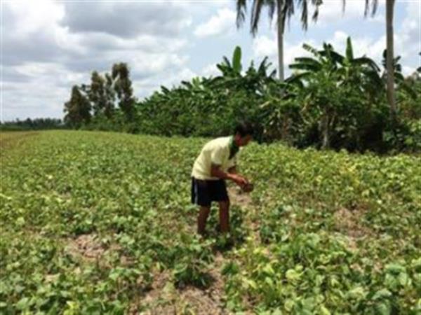 Hạn mặn nông dân miền Tây bỏ lúa trồng đậu